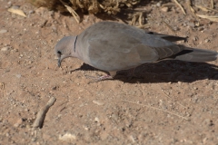 Kapturteltaube (Streptopelia capicola)
