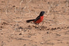 Rotbauchwürger (Laniarius atrococcineus)