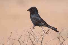 Trauerdrongo (Dicrurus adsimilis)