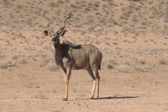 Sambesi-Großkudu (Strepsiceros zambesiensis)