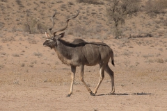Sambesi-Großkudu (Strepsiceros zambesiensis)