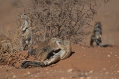 Kap-Borstenhörnchen (Xerus inauris)
