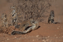 Kap-Borstenhörnchen (Xerus inauris)