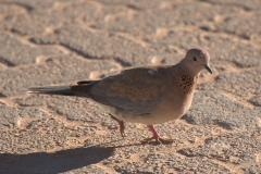 Palmtaube (Spilopelia senegalensis)