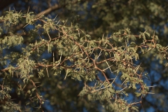 Kameldorn (Acacia erioloba)