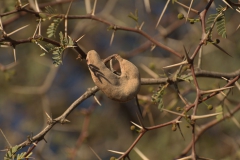 Kameldorn (Acacia erioloba)