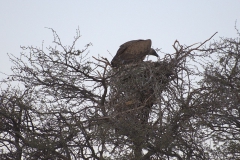 Weißrückengeier (Gyps africanus) am Nest