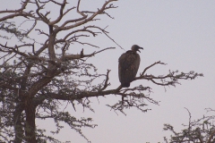 Weißrückengeier (Gyps africanus)