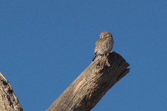 Perlzwergkauz (Glaucidium perlatum)