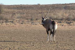 Spießbock (Oryx gazella)