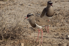 Kronenkiebitz (Vanellus coronatus)