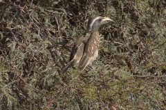 Grautoko (Tockus nasutus)