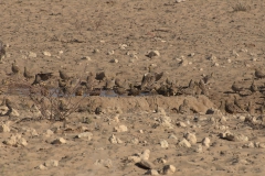 Nama-Flughuhn (Pterocles namaqua)