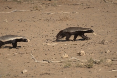 Honigdachs (Mellivora capensis)