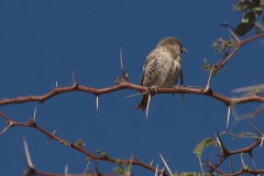 Siedelweber (Philetairus socius)