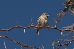 Siedelweber (Philetairus socius)