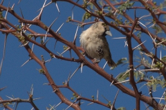 Siedelweber (Philetairus socius)
