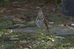 Akaziendrossel (Psophocichla litsitsirupa)