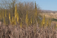 Echte Aloe (Aloe vera)