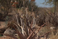 Unbekannter Aloe