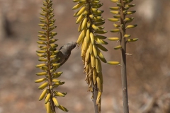 Rußnektarvogel (Cinnyris fuscus)