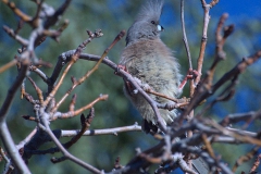Weißrücken-Mausvogel (Colius colius)