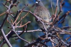 Weißrücken-Mausvogel (Colius colius)