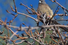 Weißrücken-Mausvogel (Colius colius)