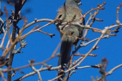 Weißrücken-Mausvogel (Colius colius)