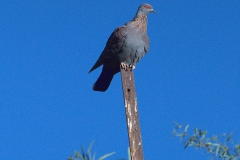 Guineataube (Columba guinea)