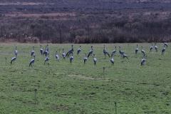 Paradieskranich (Anthropoides paradisea)