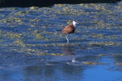 Blaustirn-Blatthühnchen (Actophilornis africanus)