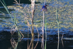 Haubenzwergfischer (Corythornis cristatus)