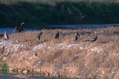 Afrikanischer Schlangenhalsvogel (Anhinga rufa)