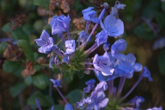 Kap-Bleiwurz (Plumbago auriculata)