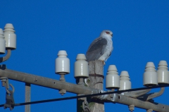 Gleitaar (Elanus caeruleus)