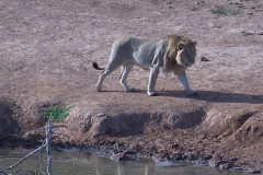 Löwe (Panthera leo)