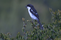 Südlicher Fiskalwürger (Lanius collaris)