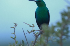 Malachit-Nektarvogel (Nectarinia famosa)
