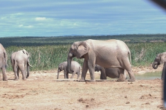 Afrikanischer Elefant (Loxodonta africana)