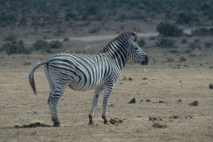 Steppenzebra (Equus quagga)
