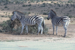 Steppenzebra (Equus quagga)