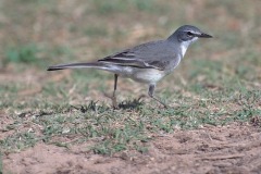 Kapstelze (Motacilla capensis)
