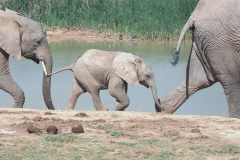 Afrikanischer Elefant (Loxodonta africana)