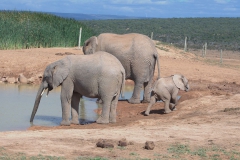 Afrikanischer Elefant (Loxodonta africana)