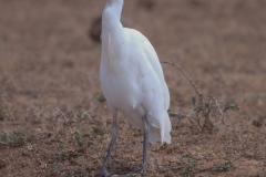 Kuhreiher (Bubulcus ibis)