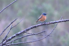 Klippenrötel (Monticola rupestris)