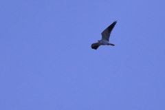 Gleitaar (Elanus caeruleus)