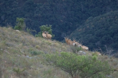 Südafrikanische Kuhantilope (Alcelaphus caama)