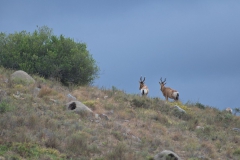 Südafrikanische Kuhantilope (Alcelaphus caama)